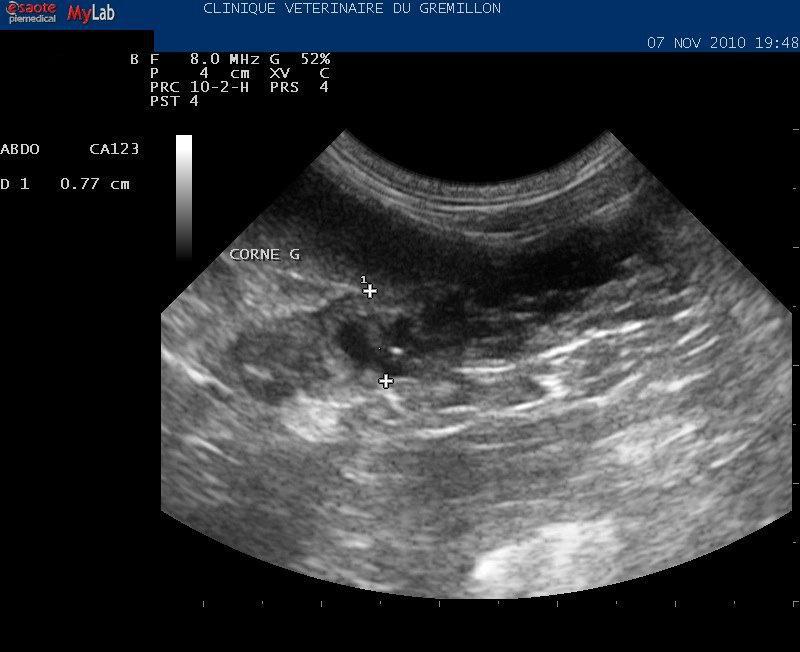 Hyperplasie glandulo-kystite de l'uterus d'une chienne