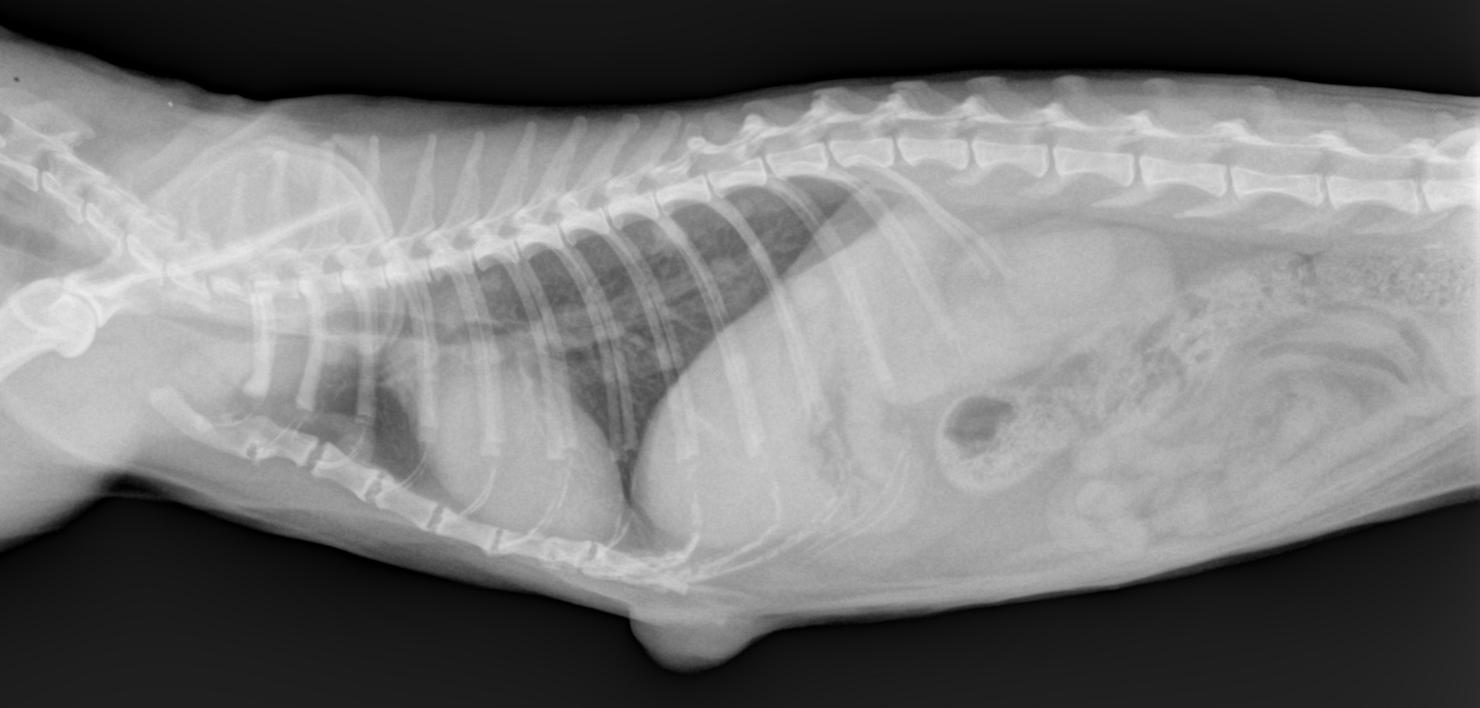 Metastases pulmonaires sur un chat