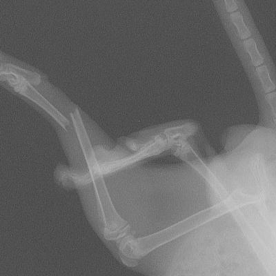 Fracture du tibias d'un lapin