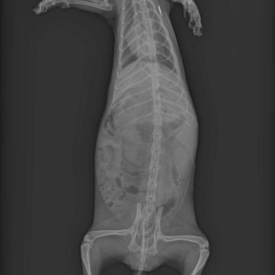 Corps entier de Furet