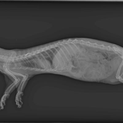 Corps entier de Furet