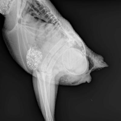 Retention d'un oeuf sur un oiseau