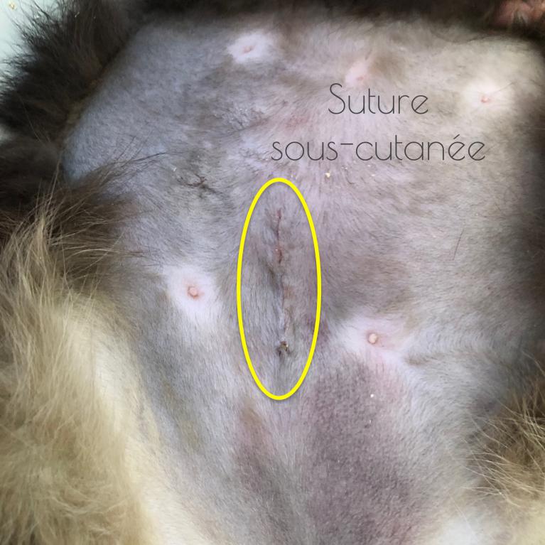 Suture sous cutanée lors d'une ovariectomie