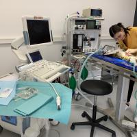 Intervnetion sous echoguidage